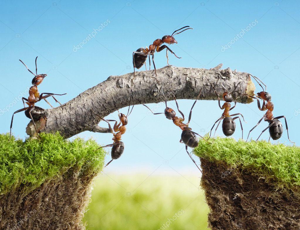 Depositphotos 7438851 stock photo team of ants constructing bridge